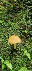 Amanita xylinivolva