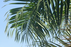 Anthracothorax aurulentus