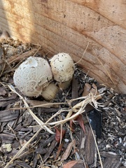 Chlorophyllum