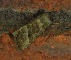 Papaipema eupatorii