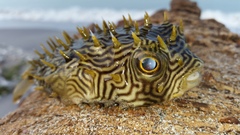 Chilomycterus schoepfii