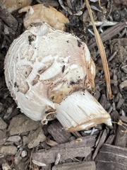 Chlorophyllum