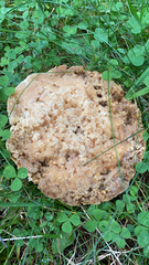 Pseudoinonotus dryadeus