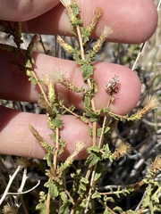 Brickellia microphylla