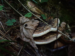 Heterobasidion parviporum