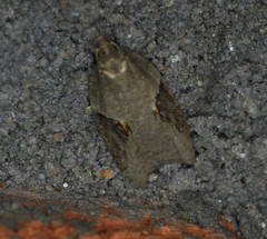Acleris macdunnoughi