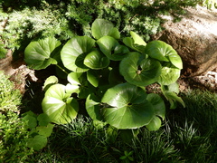 Farfugium japonicum