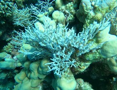 Melithaea rubrinodis