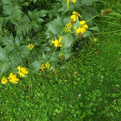Rudbeckia laciniata