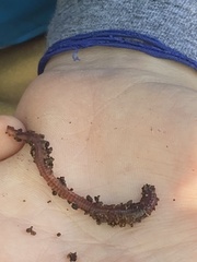 Oligochaeta