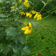 Rudbeckia laciniata