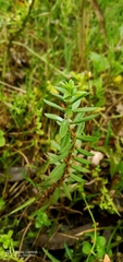 Haloragis erecta