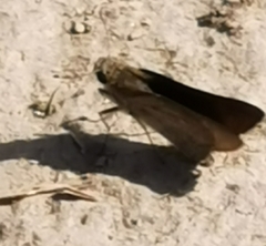 Gegenes nostrodamus