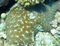 Lobophyllia erythraea