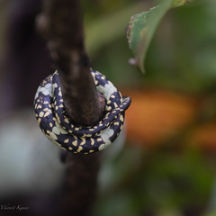 Craspedocephalus malabaricus