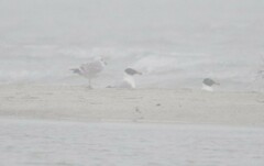 Ichthyaetus ichthyaetus