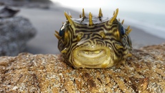 Chilomycterus schoepfii