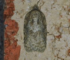 Acleris chalybeana