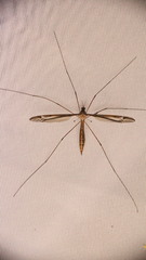 Tipula furca