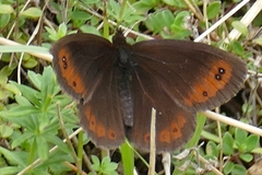 Erebia pronoe