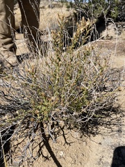 Brickellia microphylla