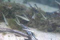 Leptatherina presbyteroides