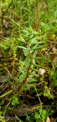 Haloragis erecta