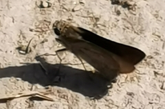 Gegenes nostrodamus