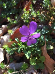 Viola dubyana