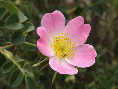 Rosa rubiginosa