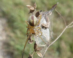 Cheiracanthium erraticum