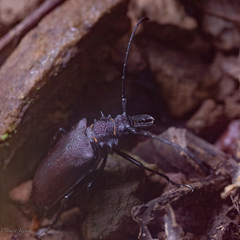 Priotyrannus mordax