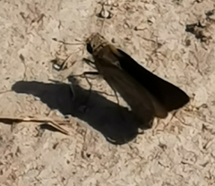 Gegenes nostrodamus