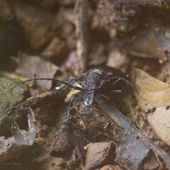 Priotyrannus mordax