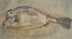 Acanthostracion quadricornis