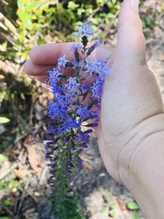 Liatris gracilis