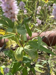 Persicaria bicornis