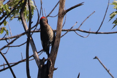 Colaptes auratus luteus