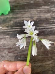 Allium triquetrum