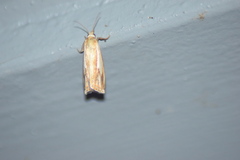 Crambus