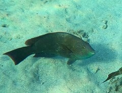 Calotomus viridescens