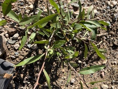 Populus angustifolia