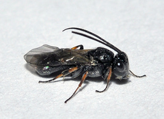 Cheloninae