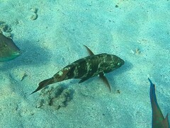 Scarus fuscopurpureus