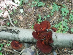 Daedaleopsis tricolor