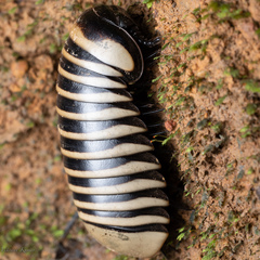Arthrosphaera
