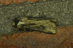Agrotis venerabilis
