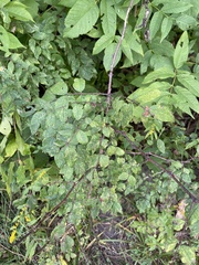 Zanthoxylum americanum