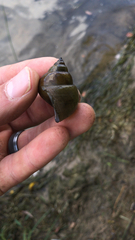 Cipangopaludina chinensis