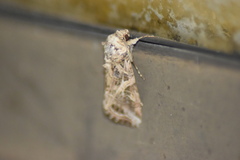 Spodoptera ornithogalli